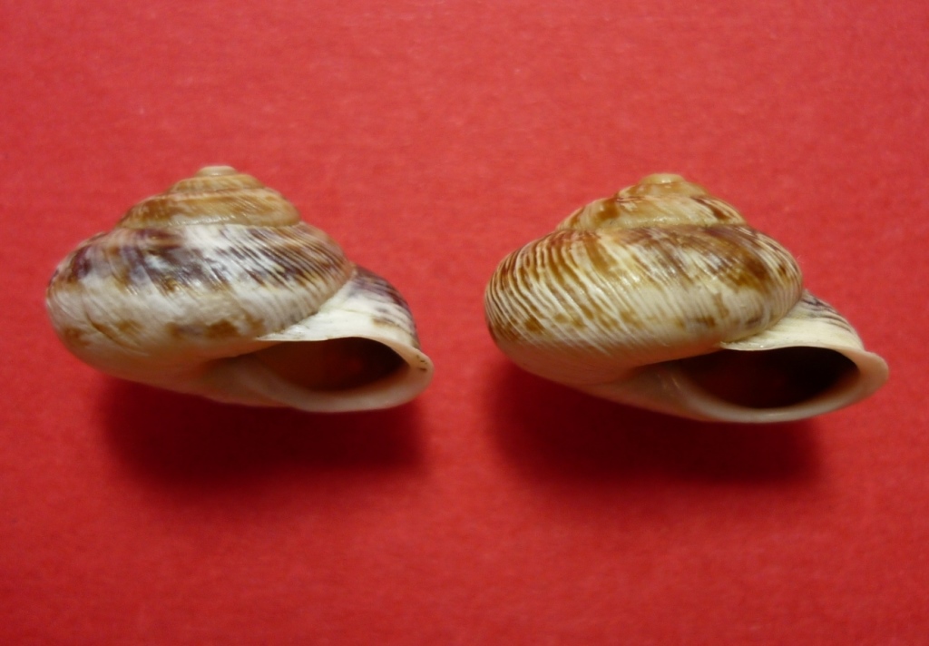 Isola Maggiore sul Trasimeno